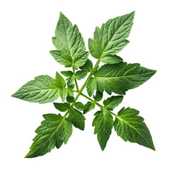 Realistic Tomato Leaf Bunch Top View