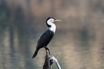 Cormoran à poitrine blanche perché sur un arbre mort