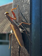 praying mantis climbs a metal pole