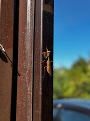 praying mantis climbs a metal pole