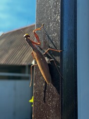 praying mantis climbs a metal pole