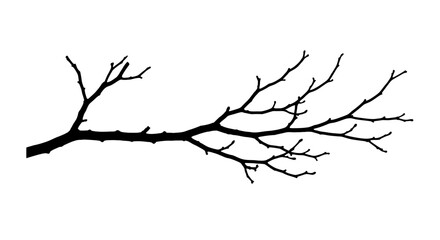 A black bare tree branch with smaller twigs extending set against a white backdrop © dhorido studio
