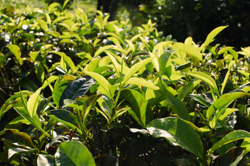 Fresh Green Tea Trees with Two Leaves and a Bud in Organic Plantation. Eco Herbal Farm for Healthy Natural Tea Production. Closeup of Herbal Tea Leaves in Green Tea Plantation. Tea Macro Photography