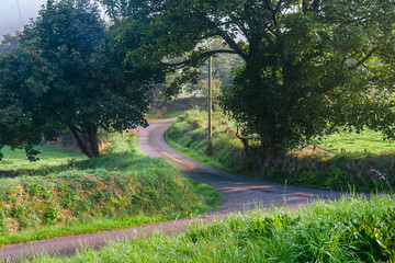 Curving rural boreen in Ireland, with green roadside banks, arching trees, and soft morning light.