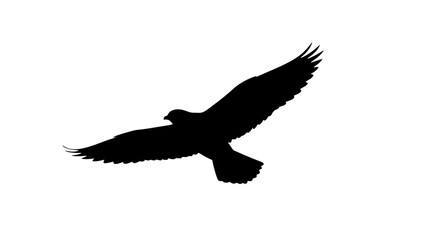 Silhouette of a bird in flight wings spread head turned contrasting against a white background