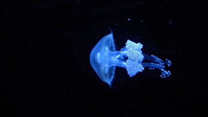 ​A small, translucent jellyfish pulses through the deep ocean, its bioluminescent glow casting a faint, ethereal light on the surrounding darkness. The camera tracks with it in a dreamy, slow-motion s - Powered by Adobe