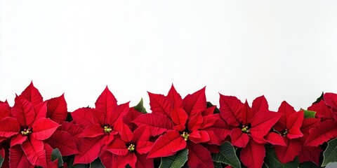 Red poinsettia flower border flowers poinsettias white.