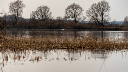 landscape with Burtnieki Lake, calm water of the lake with reflections, fragments of natural objects, Burtnieki Lake, Valmiera Region, Latvia
