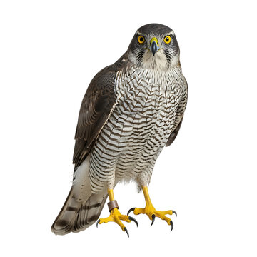 Sparrowhawk isolated on transparent background