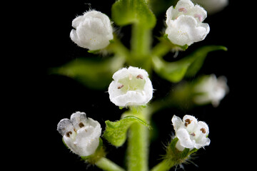 Flower of green shiso (Perilla frutescens var. acuta) in Japan in September