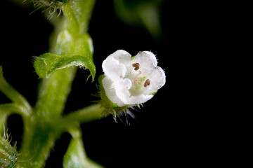 Flower of green shiso (Perilla frutescens var. acuta) in Japan in September