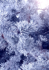 Vertical Christmas background with pine branch, covered with frost. Holiday wintery banner with frozen branches of fir tree. Festive banner featuring a frosted fir branch. Photo toned in blue color