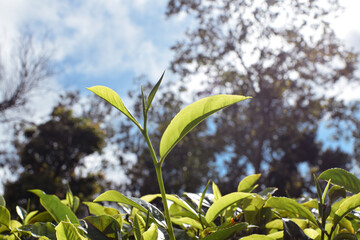 Fresh Green Tea Leaves Close Up in Organic Herbal Farm with Morning Sunlight. Natural Eco Plantation for Healthy Organic Drinking Tea.Organic Tea Plantation for Relaxation and Health. Green Tea leaves