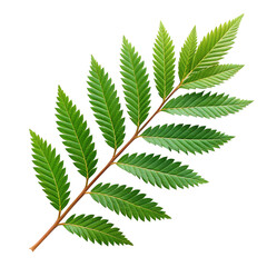 Realistic Green Redwood Leafs White Background