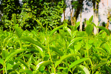 Fresh Green Tea Leaves Close Up in Organic Herbal Farm with Morning Sunlight. Natural Eco Plantation for Healthy Organic Drinking Tea.Organic Tea Plantation for Relaxation and Health. Green Tea leaves