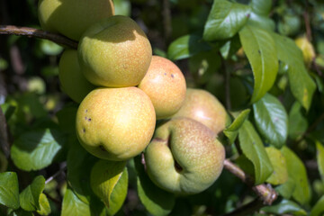 Japanese quince fruits ripen on the bush.
