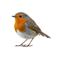 Fototapeta premium European robin bird isolated on transparent background