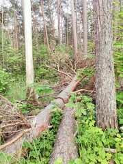 forest in the forest