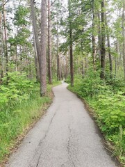 forest in the forest