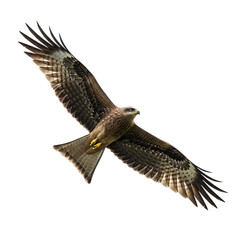 Black kite bird flying with wings spread isolated isolated on transparent background