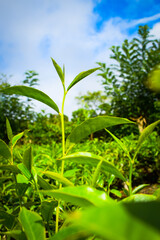 Fresh Green Tea Leaf Closeup in Eco Herbal Plantation. Natural Organic Tea Trees with Sunlight for Healthy Relaxing Drink. Macro Photography of Fresh Green Tea Leaves in Herbal Plantation. Tea Leaves