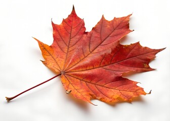 Fototapeta premium Single autumn maple leaf with gradient red, orange, and yellow coloration on white background 