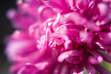 Chrysanthemums are garden flowers that bloom in autumn.
