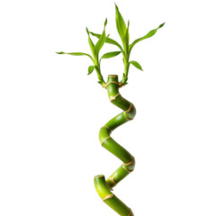 Lucky bamboo plant stalk with green leaves isolated on transparent background