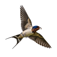 Obraz premium Barn swallow in flight with insect in beak isolated on transparent background