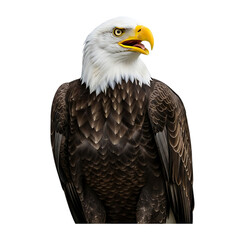 Obraz premium Bald eagle portrait with open beak isolated on transparent background