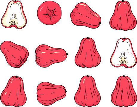 Hand Drawn Wax Apple Rose Apple Bell Fruit Java Apple Collection Exotic Red Tropical Fruit Illustration