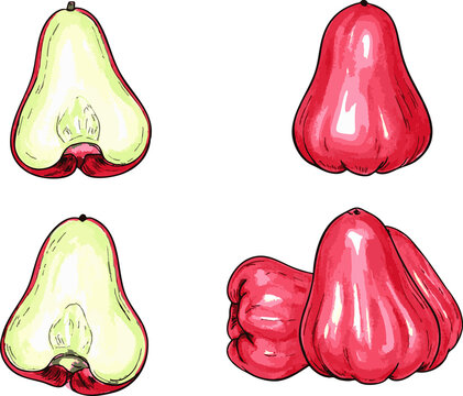 Fresh wax apple fruit hand drawn vector illustration tropical water apple healthy snack design for food lovers