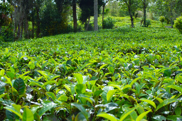Fresh Green Tea Trees with Two Leaves and a Bud in Organic Plantation. Eco Herbal Farm for Healthy Natural Tea Production. Closeup of Herbal Tea Leaves in Green Tea Plantation. Tea Macro Photography