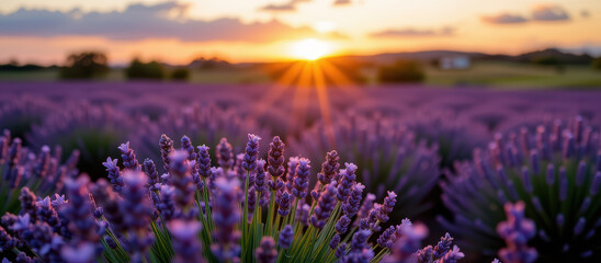 Obraz premium Lavender field at sunset with vibrant colors and warm light