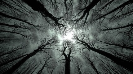 Dramatic low angle view of spooky tree silhouettes reaching for the sky in haunted forest