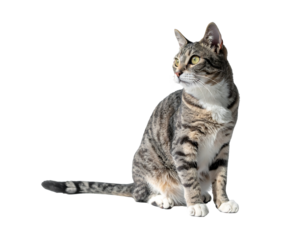 A grey tabby cat with white markings sits, gazing attentively to its right against a black background. Its fur is striped, and it has bright yellow eyes