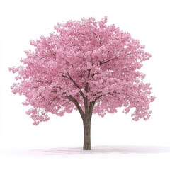 Obraz premium Pink blossom tree against white (1)