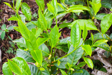 Fresh Green Tea Leaves Close Up in Organic Herbal Farm with Morning Sunlight. Natural Eco Plantation for Healthy Organic Drinking Tea.Organic Tea Plantation for Relaxation and Health. Green Tea leaves