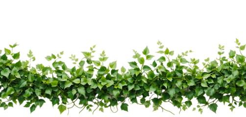 Green Ivy Foliage Cascading Down Botanical Border Isolated PNG