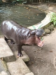 Hippopotamus opens its mouth wide in shallow water near a concrete embankment. Close-up view of tusks and jaw in a zoo setting. Perfect for wildlife, nature, or animal behavior themes