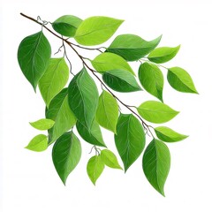 Fototapeta premium 鮮やかな緑の葉を持つ木の枝 白い背景に