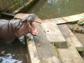 Hippopotamus opens its mouth wide in shallow water near a concrete embankment. Close-up view of tusks and jaw in a zoo setting. Perfect for wildlife, nature, or animal behavior themes