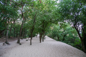 Path to Grande Dune du Pilat, tallest sand dune in Europe, France.