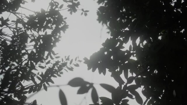 Trees and leaves are shaking under cloudy sky in New Zealand.