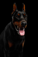 Closeup vertical portrait of Doberman dog looking in camera on isolated black background