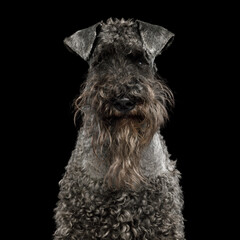 Portrait of a Kerry Blue Terrier dog on Isolated black background. High quality photo