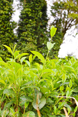 Fresh Green Tea Leaves Close Up in Organic Herbal Farm with Morning Sunlight. Natural Eco Plantation for Healthy Organic Drinking Tea.Organic Tea Plantation for Relaxation and Health. Green Tea leaves
