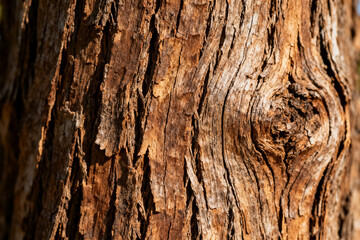 Obraz premium Close-up of weathered tree bark with deep grooves and natural texture