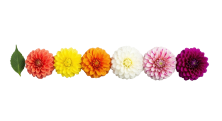 Six distinct dahlia blooms (coral, yellow, orange, white, pink/white, purple) and a green leaf, neatly arranged on a seamless transparent background, elegant flat lay product concept