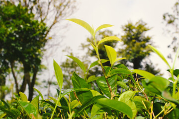 Naklejka premium Fresh Green Tea Leaves Close Up in Organic Herbal Farm with Morning Sunlight. Natural Eco Plantation for Healthy Organic Drinking Tea.Organic Tea Plantation for Relaxation and Health. Green Tea leaves